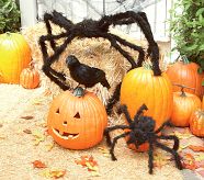 Small Furry Spider